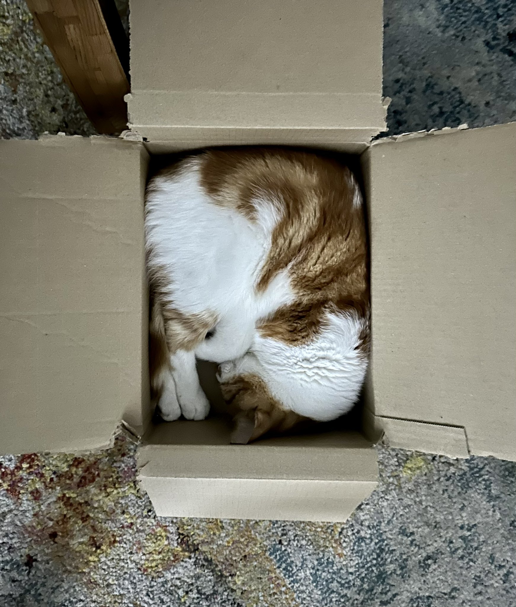  Happy Birthday Butters, from your rescued friends in Ireland ! 