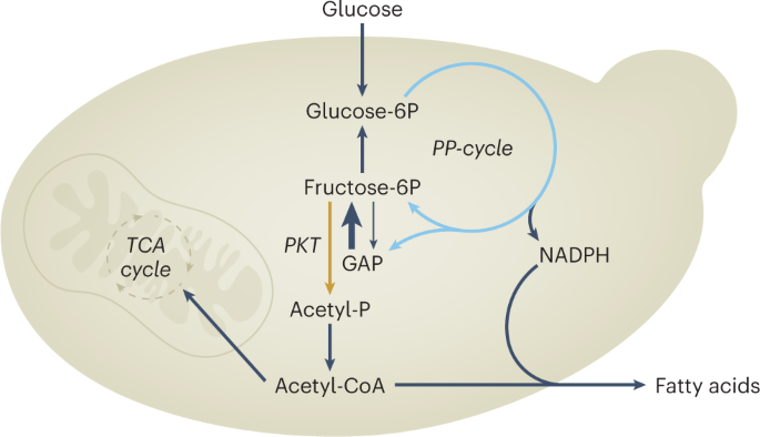 NatMetabolism's tweet photo. Online now! Synthetic metabolism without the TCA cycle https://t.co/e2CKNnjjVz https://t.co/uvUaB8kLDj