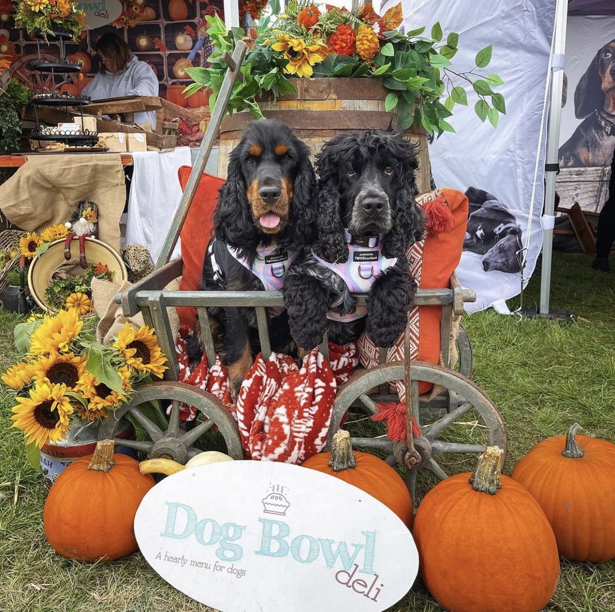DogfestUK's tweet photo. At DogFest we have some of the most gourd-geous visitors there is 🧡

#throwbarkthursday https://t.co/X0z0O4MdaT