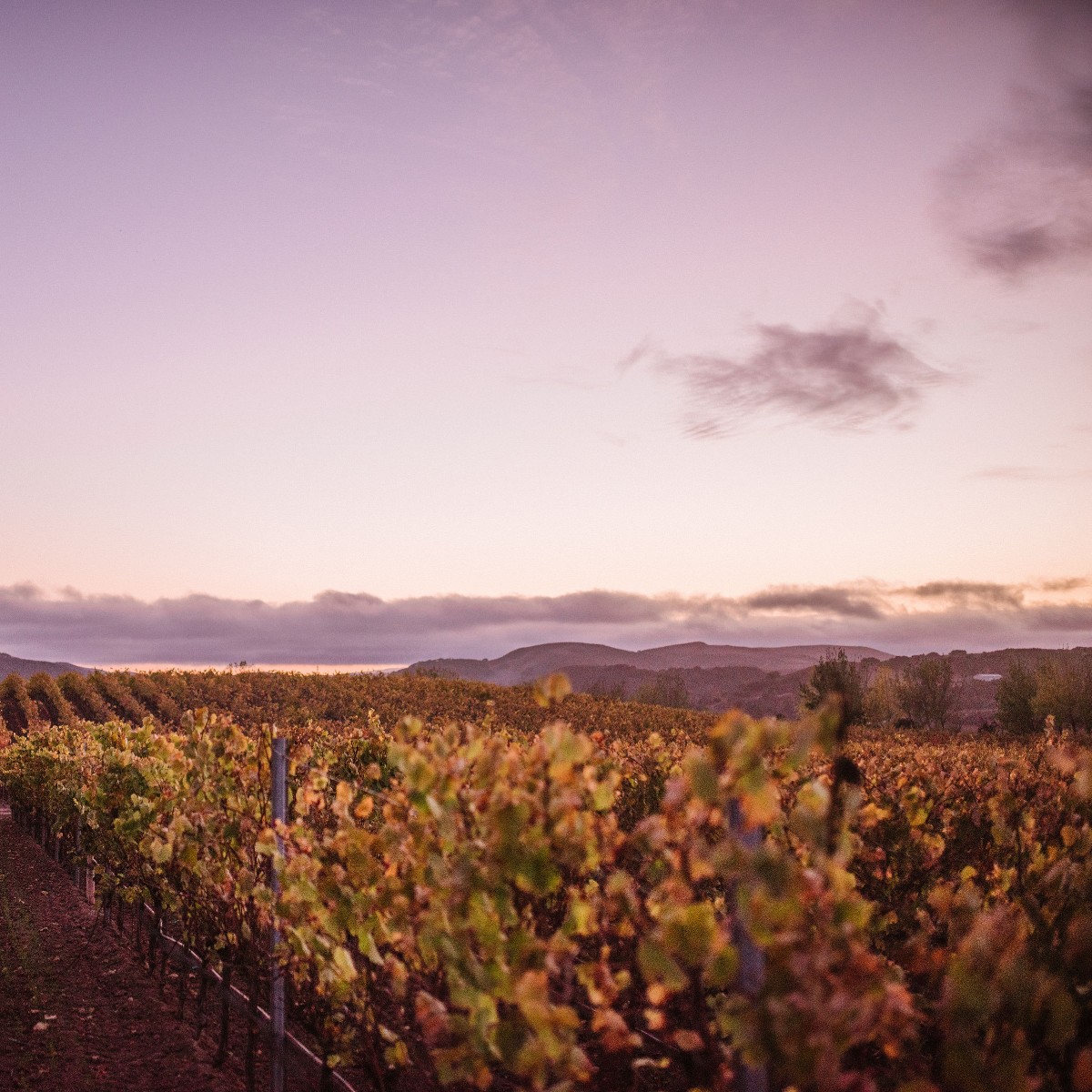 As one of the coolest climates on the west coast, Sta. Rita Hills enjoys the longest growing season, making this a veritable paradise for our Pinot Noir and Chardonnay. The quality of the vineyards and grapes grown here is rivaled only by the absolute beauty of the region itself.
