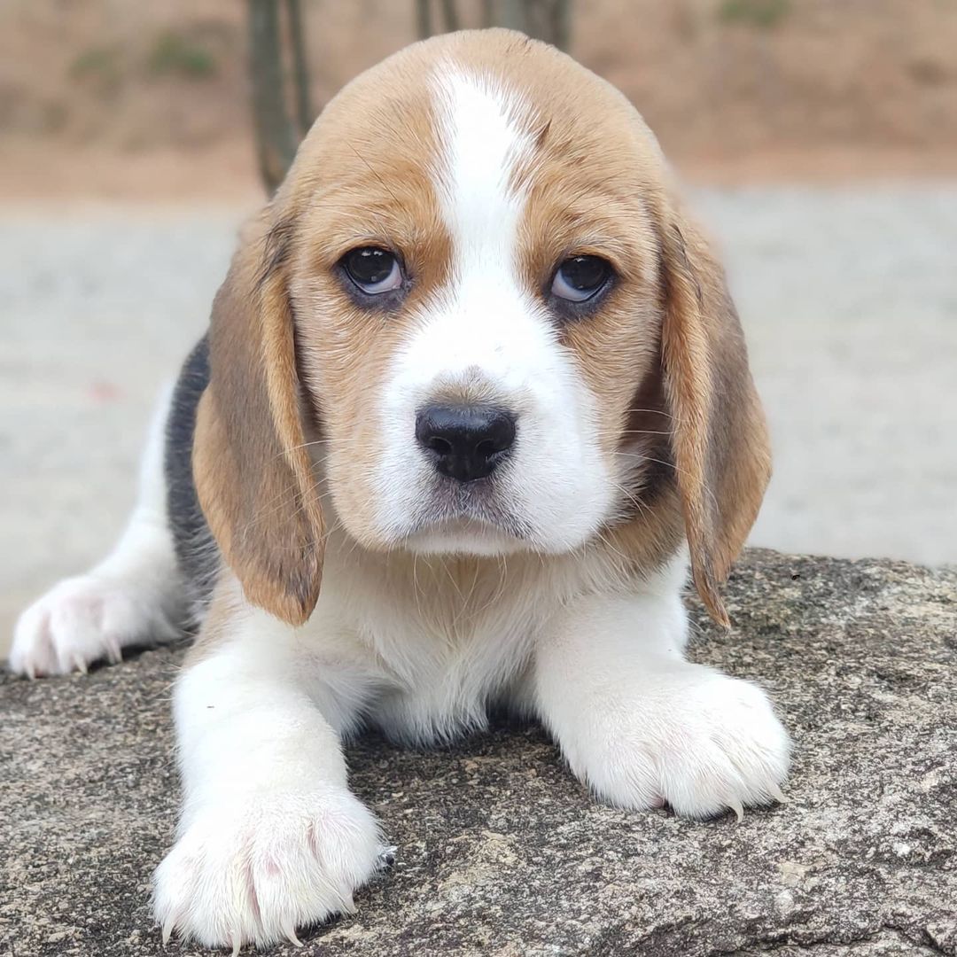So Cute
#beagle #PSVARS #CashAppHalloweenContest #MFASR