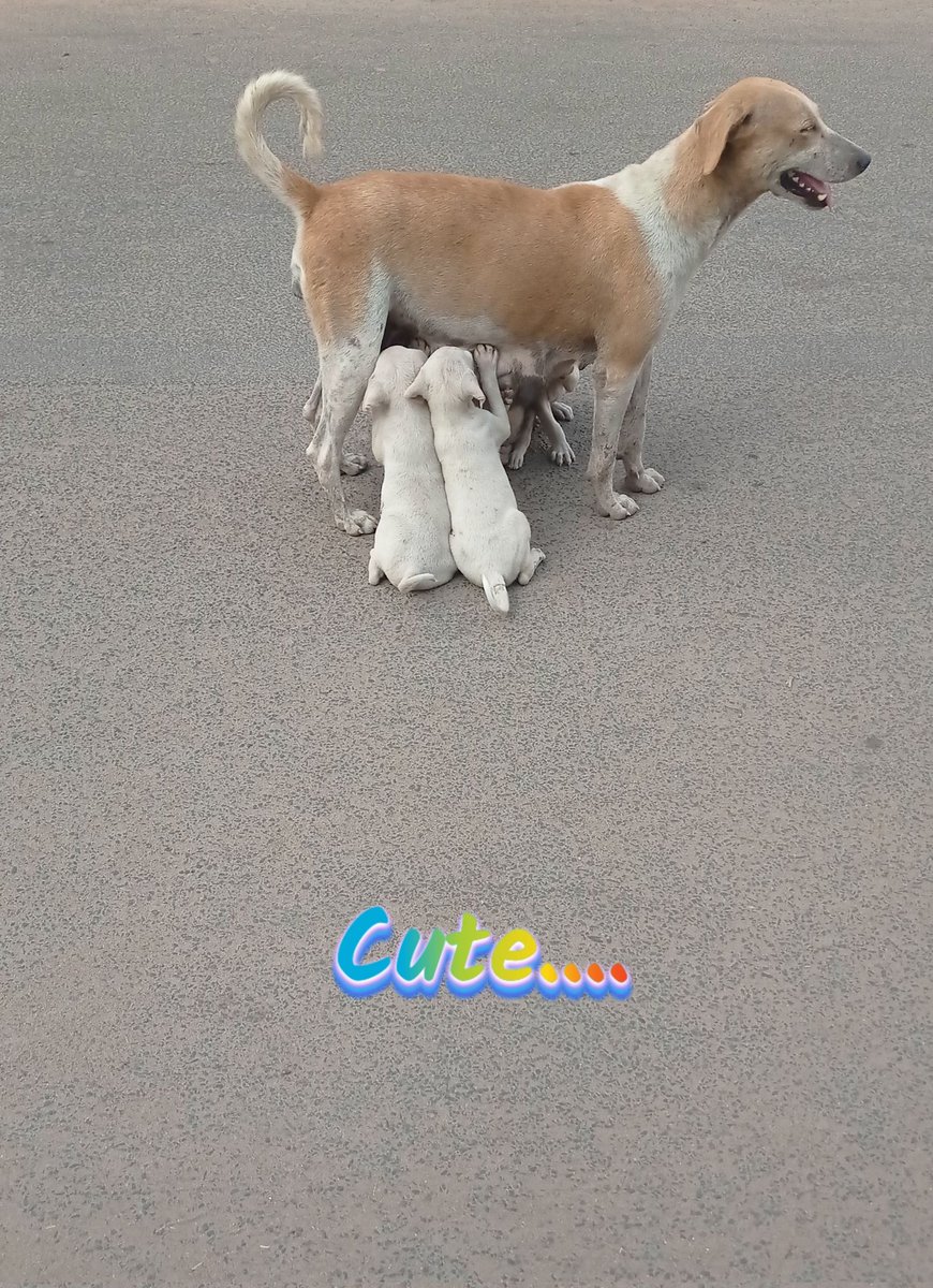 SamriddhaKrish1's tweet photo. The only creatures that are evolved enough to convey pure love...💕
#love_streetdogs 
#be_an_animal_lover https://t.co/iAl60TMLme