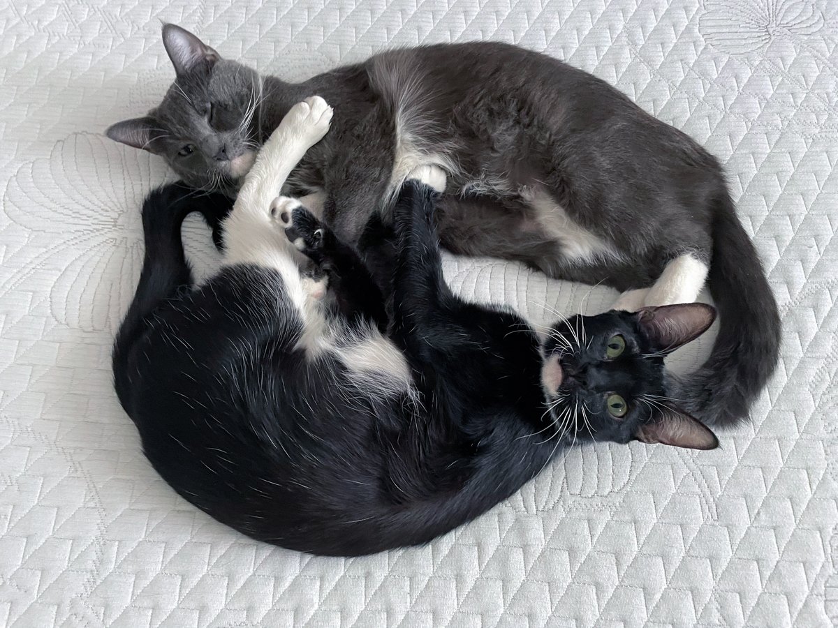 Heph's Foster Cat Haven tweet media