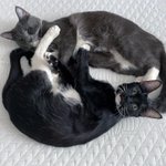 Photo by Heph's Foster Cat Haven (@HephNeedsAHome)