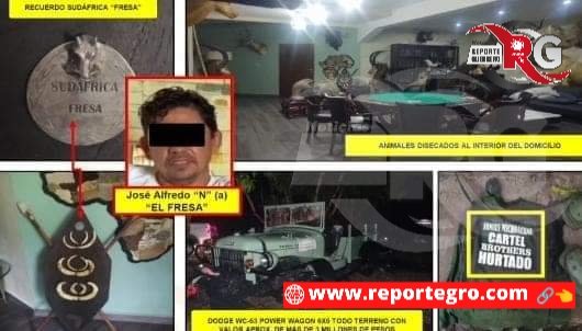 nreportegro's tweet image. Catean casas de #ElFresa y #ElPez en #Guerrero; aseguran animales exóticos, droga, armas y autos 

◾El grupo criminal La #FamiliaMichoacana serían quienes perpetraron la multiejecución en San Miguel Totolapan, determina el @GobiernoMX

👉🔗reportegro.com/catean-casas-d…
