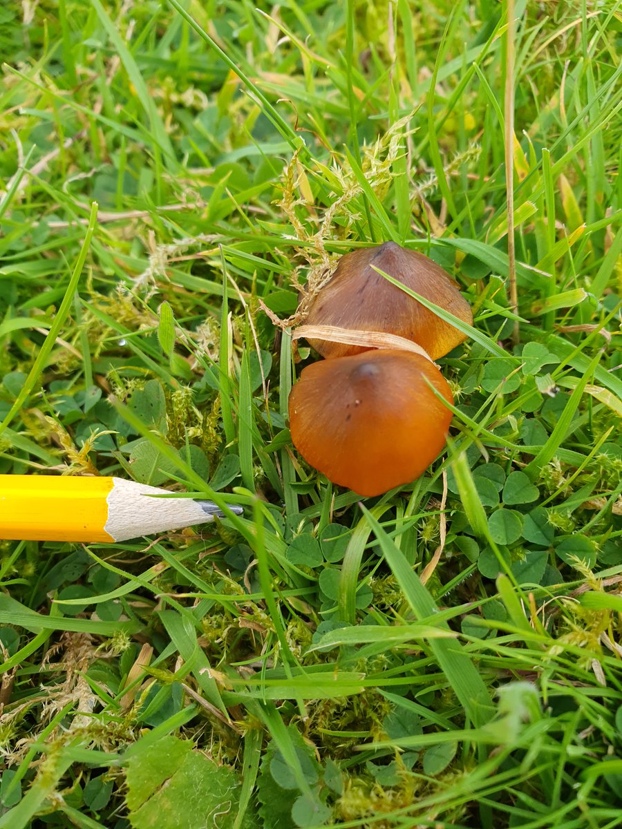 Irish Semi-natural Grasslands tweet media