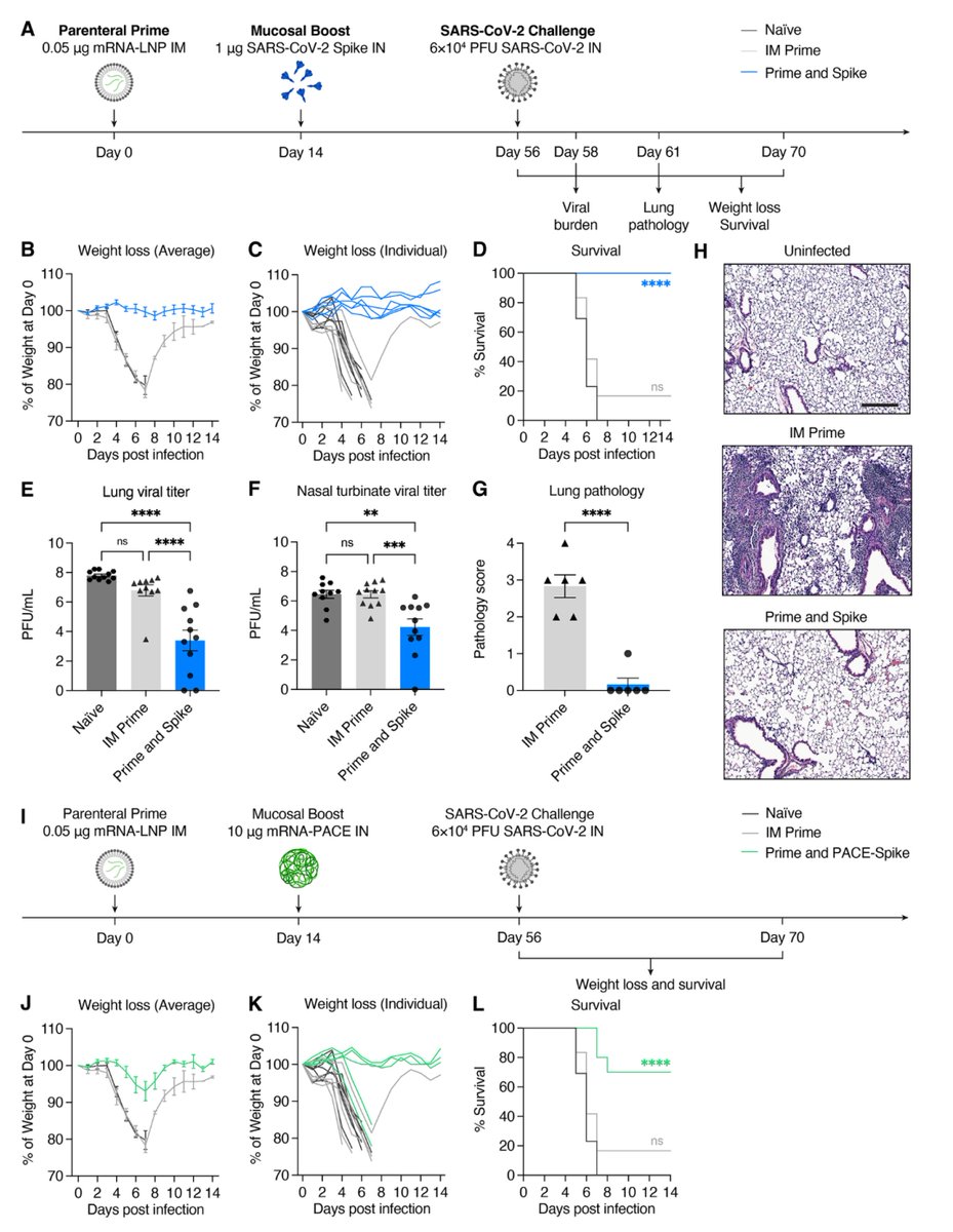 Just published @ScienceMagazine A nasal vaccine booster (after primary vaccination) induces mucosal immunity —IgA, memory B and T cell—against the sarbecovirus family in the experimental model science.org/doi/10.1126/sc… by @VirusesImmunity @tianyangmao and team @YaleIBIO @YaleMed