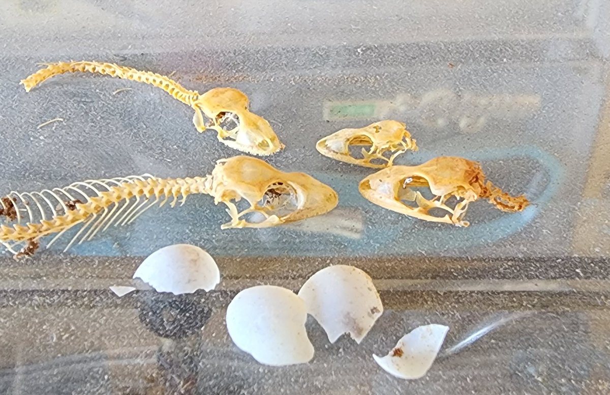 Meeting of the <a href="/HGR_anch/">Happy Grove Ranch</a> Anti Glassfront Bookcase Committee.