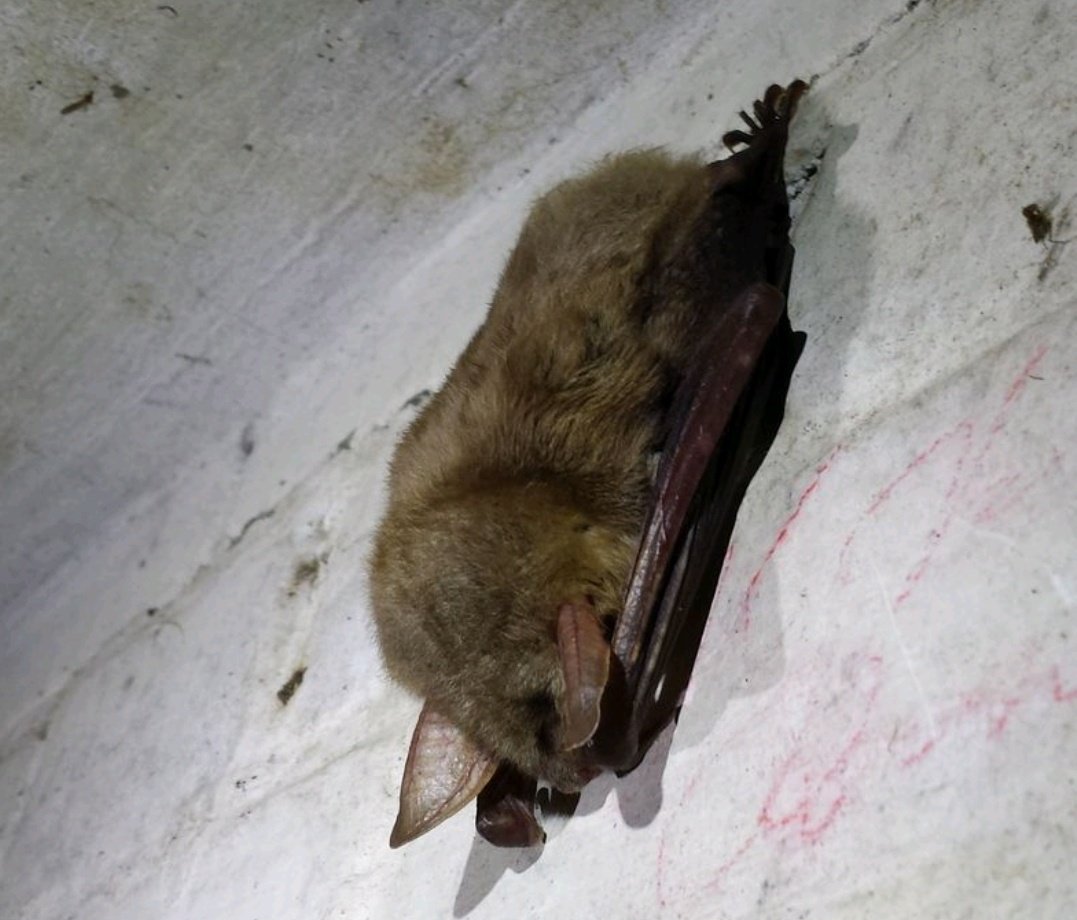 Komende zaterdag mag ik weer dagvoorzitter zijn op het leukste Nederlandse symposium over #vleermuizen: de landelijke #vlendag! Dit jaar in Wageningen, iedereen welkom maar er is ook een livestream. Gratis toegang, programma hier te zien:
vleermuis.net/meer-weten/nie…