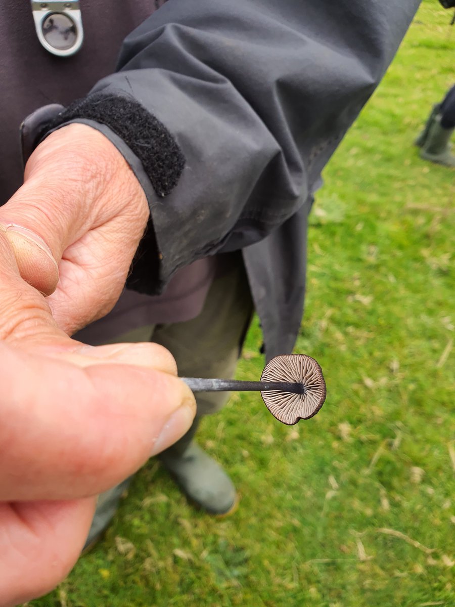 Irish Semi-natural Grasslands tweet media