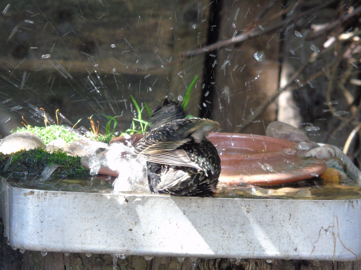MyGarden_Uk's tweet photo. A Young Starling taking a bath.
Something to take your mind off everything going on.
#SpendTimeWithNature #Starlings #BirdBath
#OldPhotos #ItsGoodForYou #ILoveNature https://t.co/GJRZJP6kpB