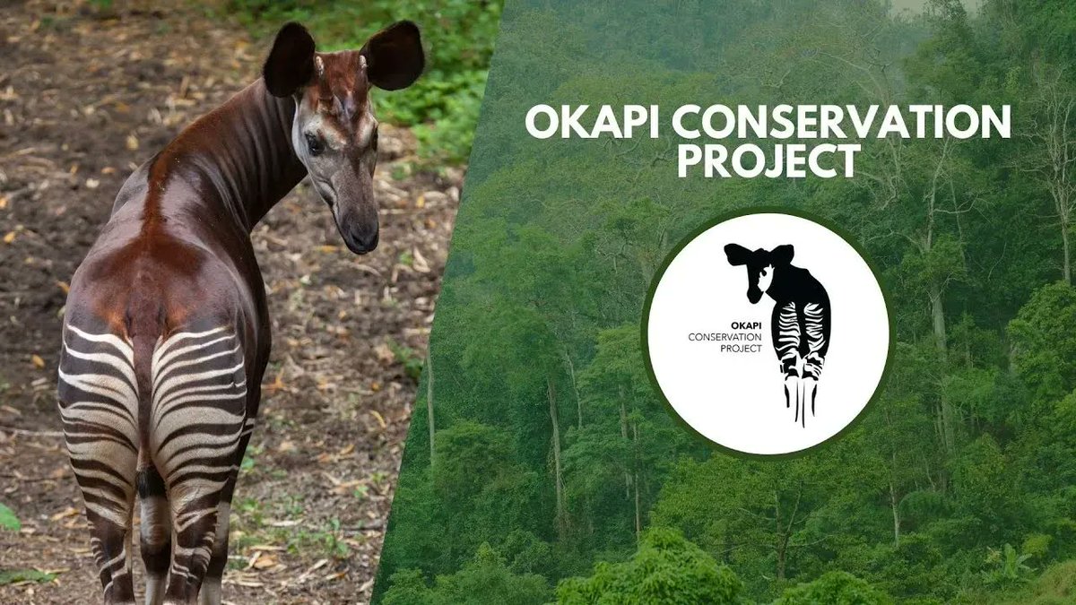 Check out our presentation from <a href="/wildnetorg/">Wildlife Conservation Network</a> Fall Expo on the impacts of OCP Women’s Groups from the perspective of our local staff.
🌿 Watch here: buff.ly/3f593QR