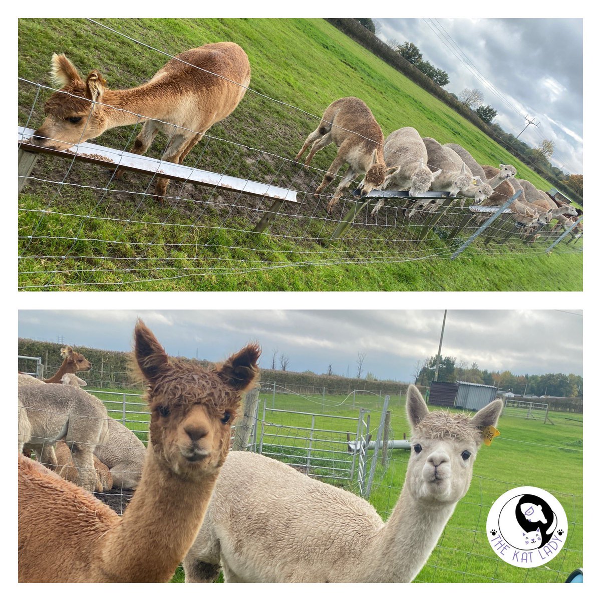 As well as cats I also work with a lovely herd of Alpacas at Artemis Alpacas in Liverpool doing healing and sensory enrichment. Today after my enrichment work I got to give all their girls their food which was lots of fun 💕 #alpaca #artemisalpacas #alpacasoftwitter