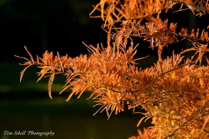 Tim Isbell tweet media