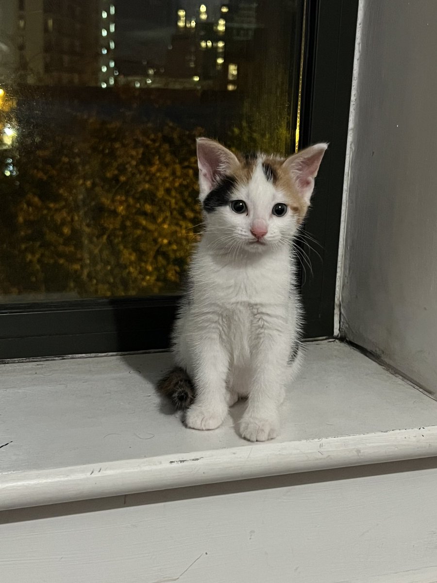 IvanPradoJ's tweet photo. Os presento a mi gatita 🥰 https://t.co/eip1AmwWKQ