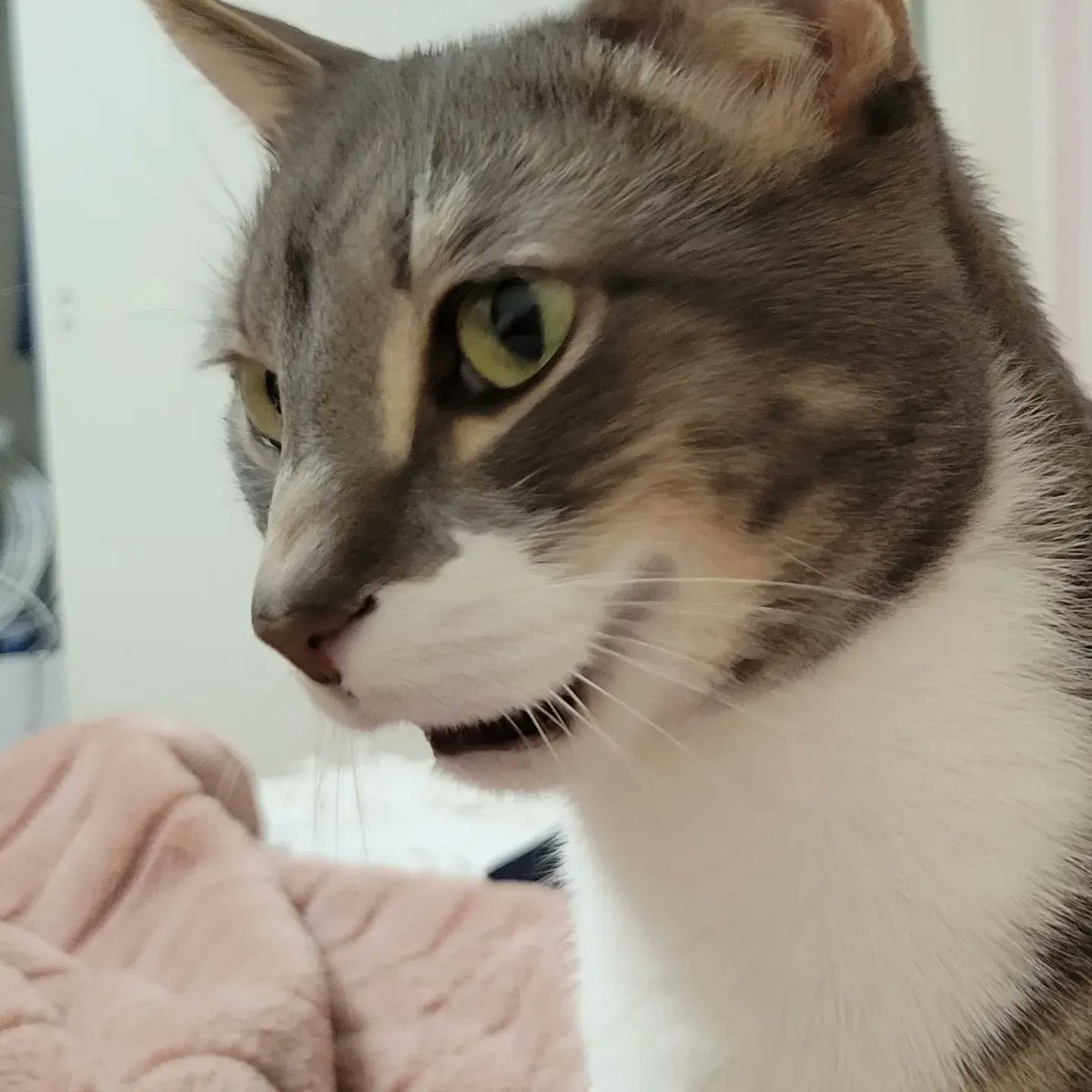 Snekoko's tweet photo. Thank you all from the bottom of my heart. If you would still like to donate to cover the remaining costs I have accrued over the last few days of vet visits, the fundraiser link will remain up for a few more days. https://t.co/9qdEGAQERK
 https://t.co/bghdbGSBNM https://t.co/ftRuoNUbic