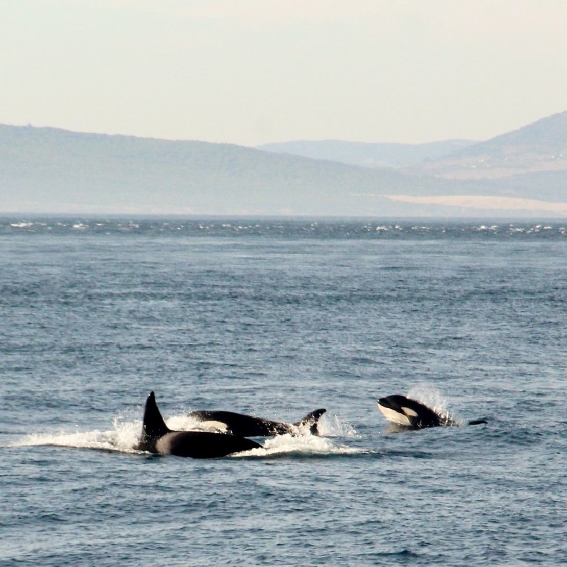 Follow my new Instagram account instagram.com/cetaceanwelfare on all things #whale and #dolphin welfare &amp; rescue, as I embark in further postgrad studied on the topic!