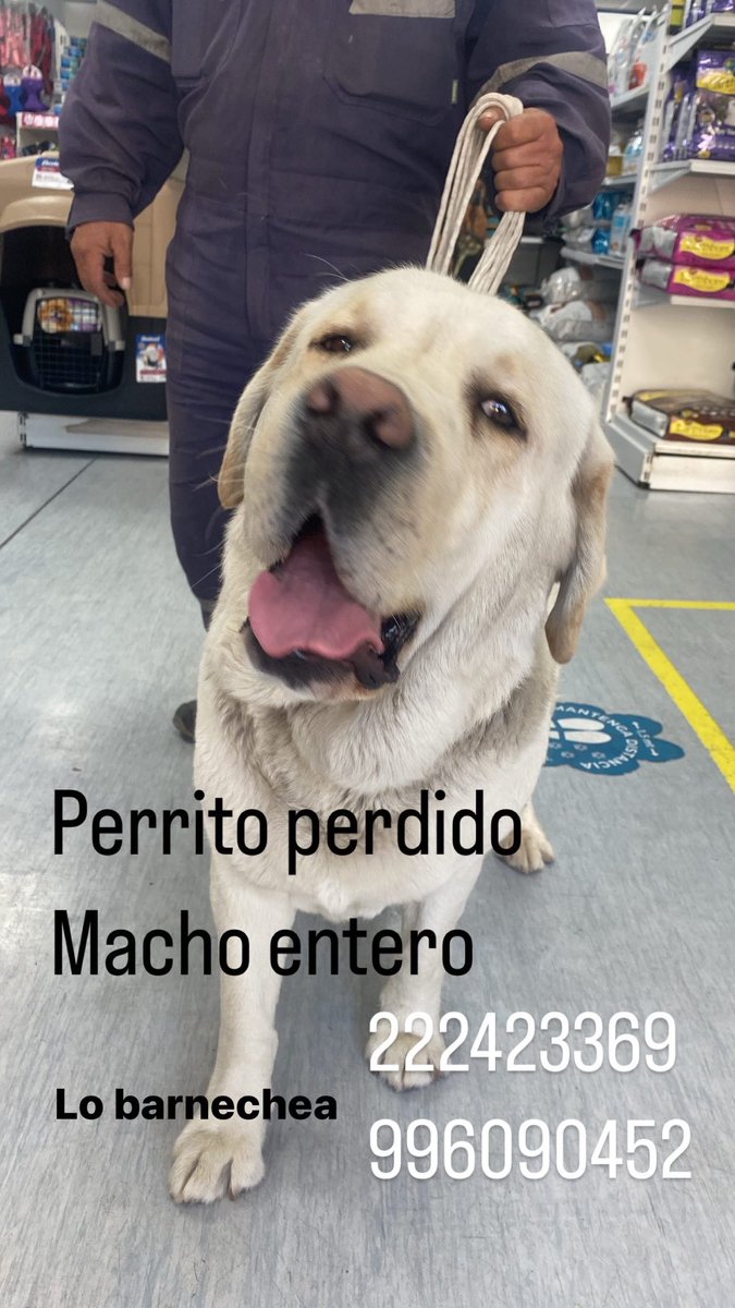 Perrito perdido es un macho con chip pero no está registrado. Por favor llamar 222423369 o al 996090452 🙏♥️