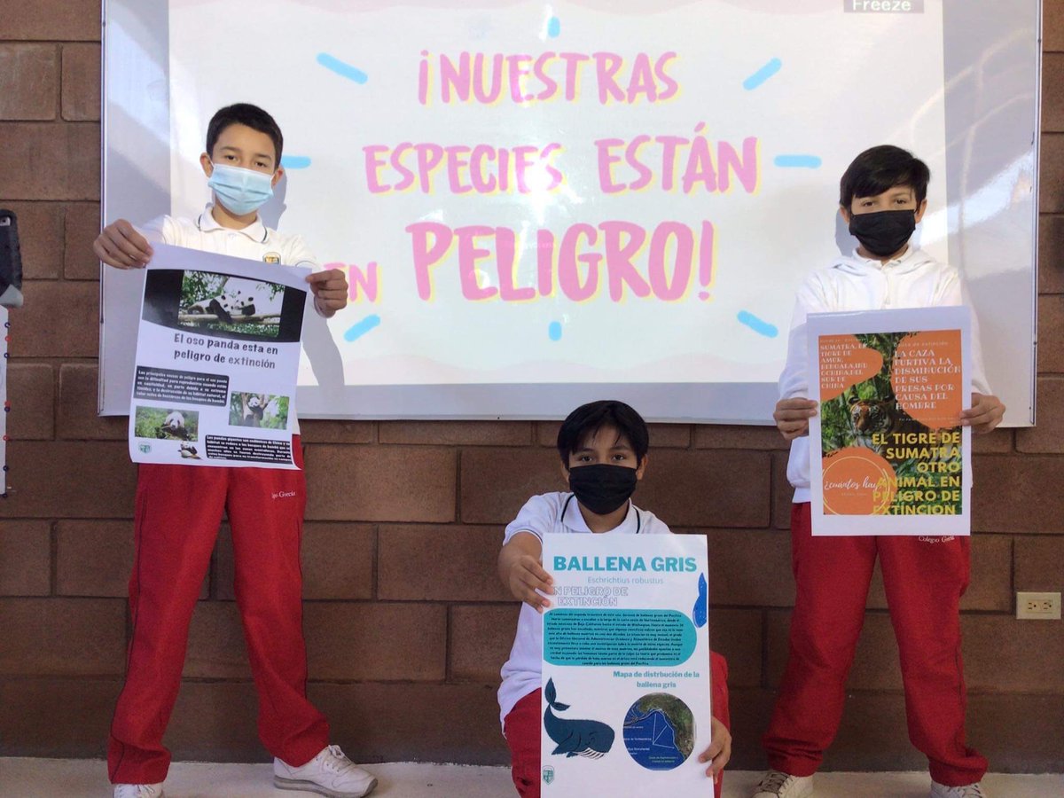 GreciaColegio's tweet photo. Animales en peligro de extinción 🍃🐾
Middle School 7th grade
#colegiogrecia #ADSinprogress #knotion https://t.co/oMk8ZBlhjq