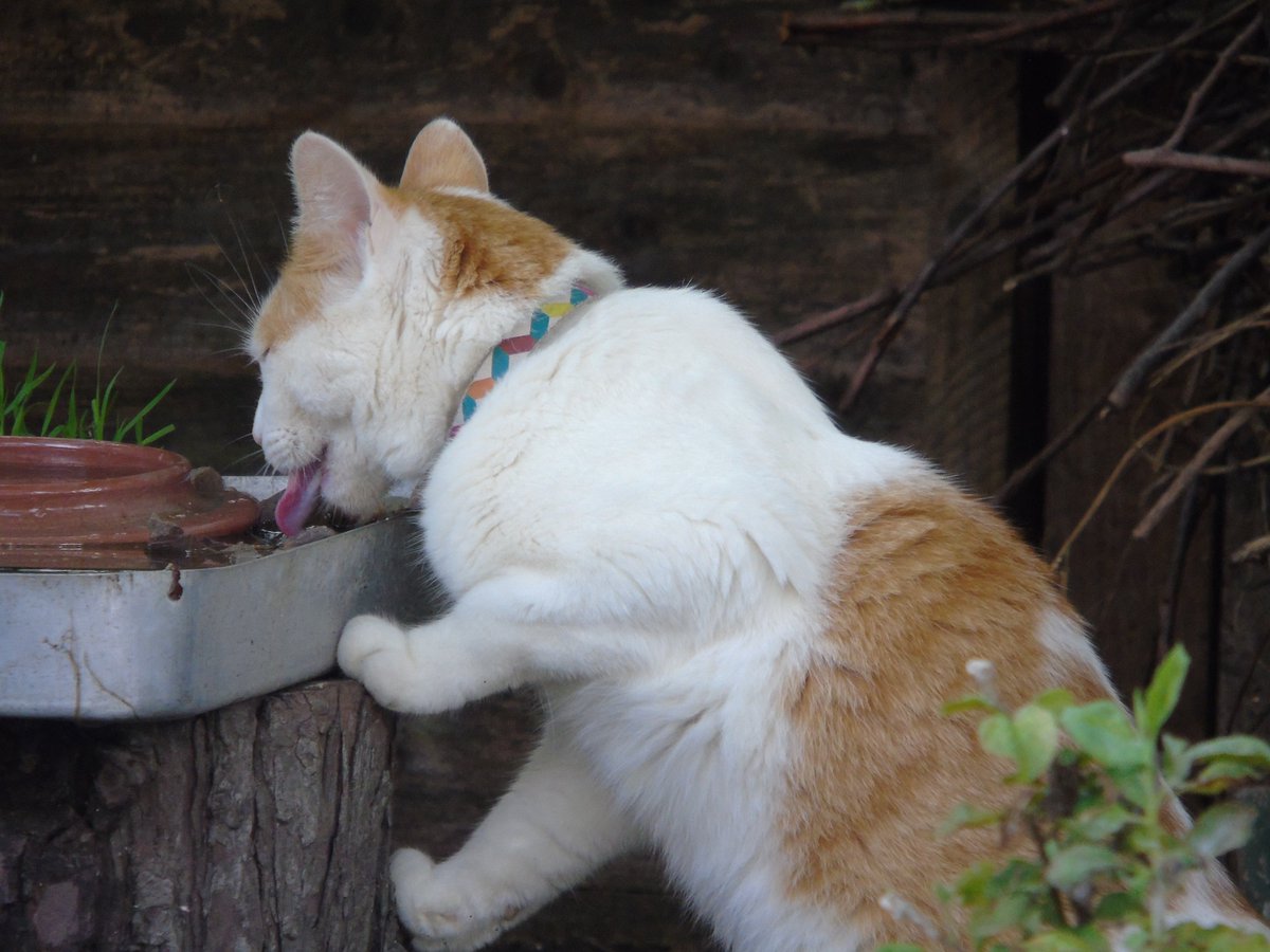MyGarden_Uk's tweet photo. Nacho from next door having a drink from the bird bath.
Something to take your mind off everything going on.
#SpendTimeWithNature #Cats #BirdBath
#OldPhotos #ItsGoodForYou #ILoveNature https://t.co/MxyyaxiQeB