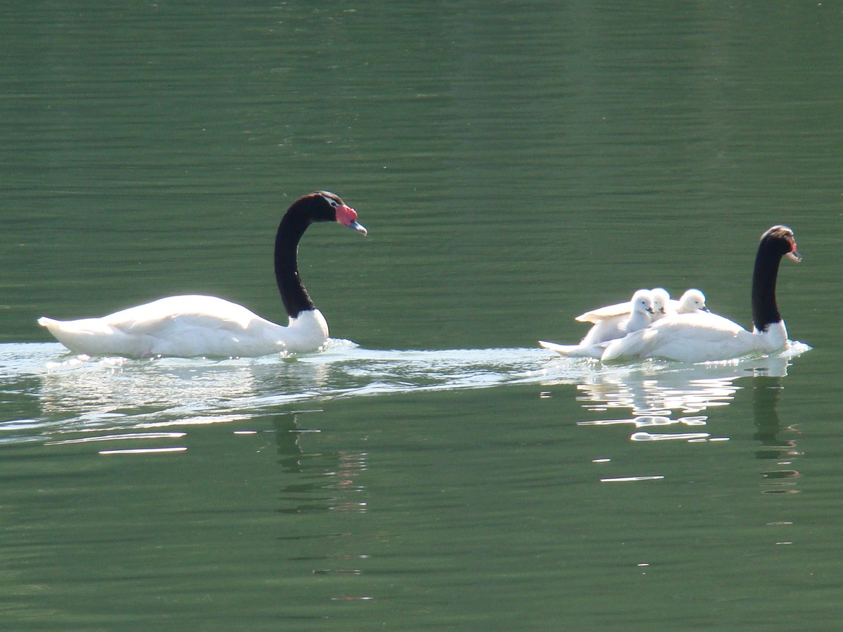 Bienvenidos y bienvenidas a nuestra cuenta oficial de Twitter de la región del #Maule🏞️. Acá podrás encontrar información sobre áreas silvestres protegidas, incendios forestales, arborización urbana, restauración y manejo de bosques, entre muchos otros temas. Síguenos🌳😉