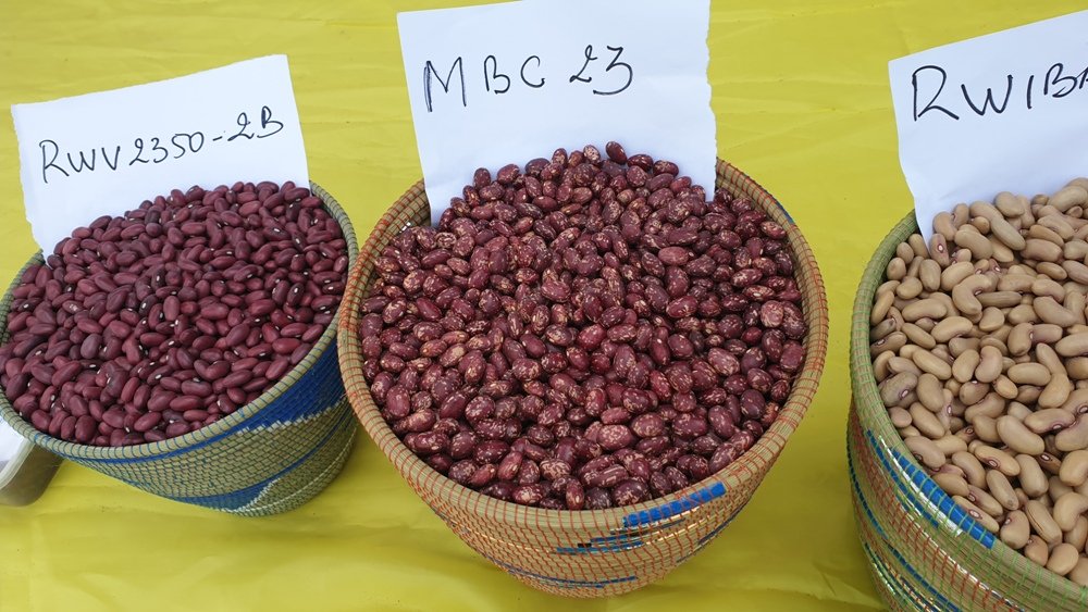 Farmers, both small-scale and commercial beans farming is very easy and profitable. You can make a good profit from this business.