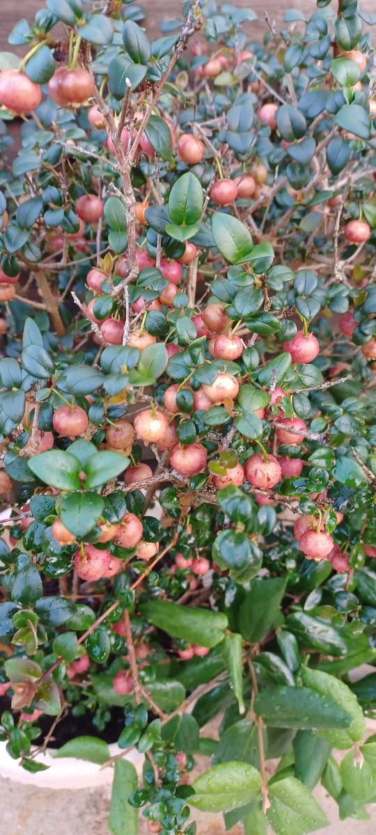 Ugni molinae - Chilian Guava, just about ripe and each berry so flavoursome! The last berry in my garden.