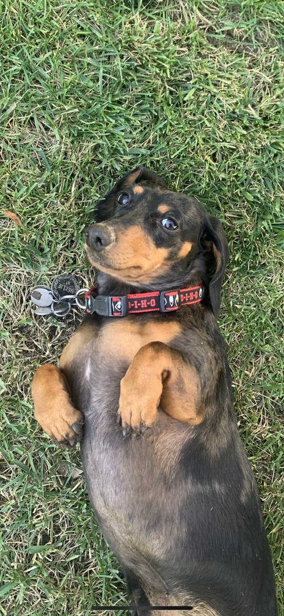 Caught digging holes, immediately dropped to back for belly rub.