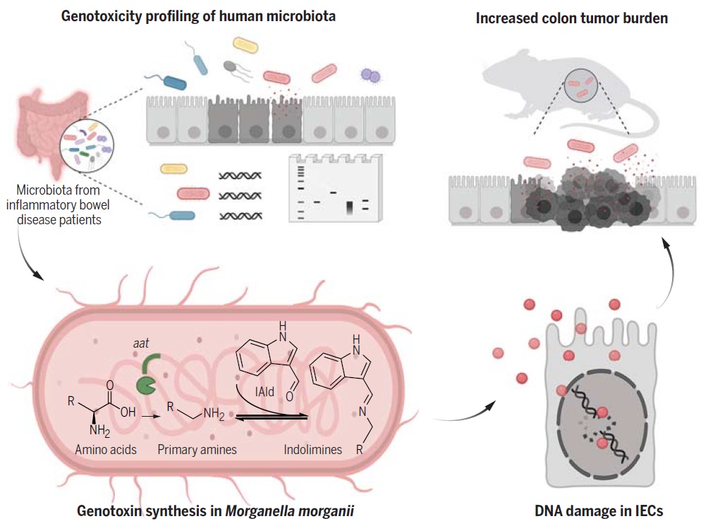 Jens Puschhof (@jenspuschhof) on Twitter photo Bacteria from our gut damage DNA in unexpected ways in #IBD and #CRC: Brilliant paper by Noah Palm and colleagues out in <a href="/ScienceMagazine/">Science Magazine</a> today science.org/doi/10.1126/sc…
Our accompanying perspective on this landmark study + genotoxic bugs with <a href="/DrCindySears/">Cindy Sears</a>: science.org/doi/10.1126/sc… Bacteria from our gut damage DNA in unexpected ways in #IBD and #CRC: Brilliant paper by Noah Palm and colleagues out in <a href="/ScienceMagazine/">Science Magazine</a> today science.org/doi/10.1126/sc…
Our accompanying perspective on this landmark study + genotoxic bugs with <a href="/DrCindySears/">Cindy Sears</a>: science.org/doi/10.1126/sc…