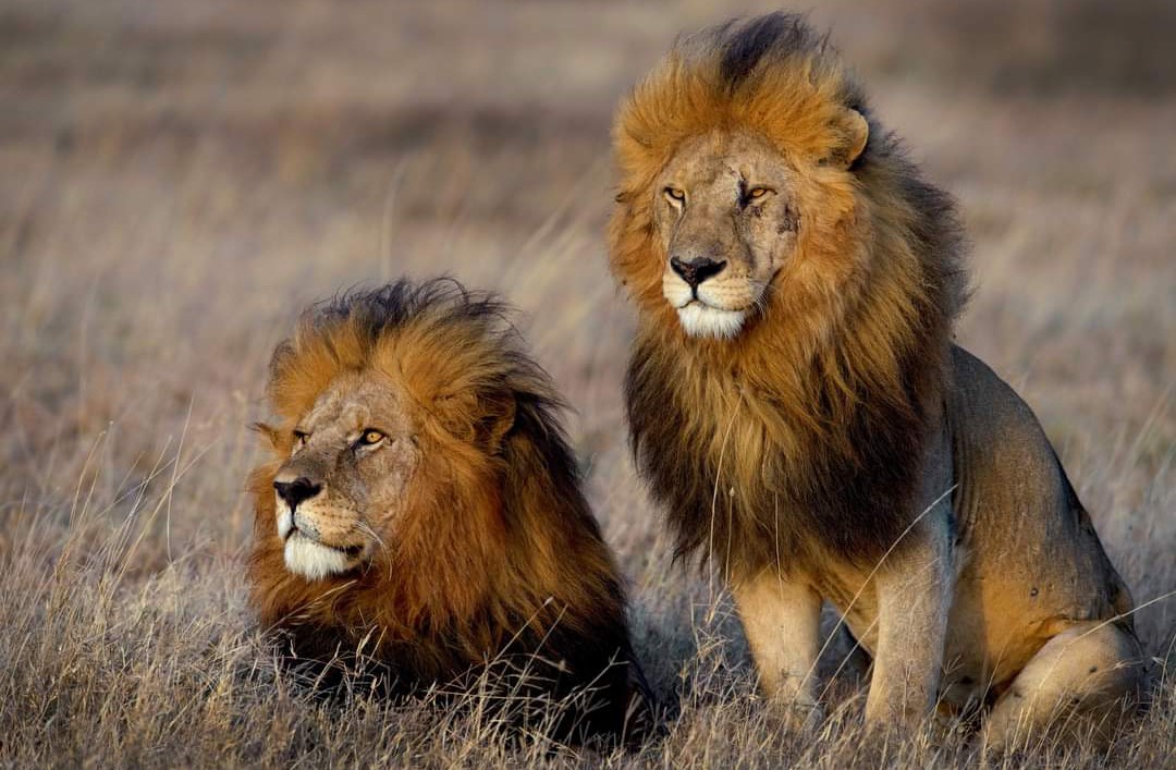 The magnificent and mighty Snyggve and Tyggve Namiri plains Serengeti I read somewhere that these two have around 65 pride members 😲😲 Think over 2 prides or possibly 3. Have to be most successful duo and still in their prime! Amazing!! #LoveLions 📸 Viktoras Dubinskas FB