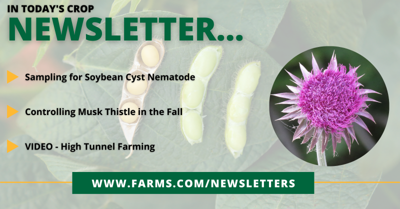 FarmsNews's tweet photo. In today's Crop Newsletter:
β Sampling for Soybean Cyst Nematode
β Controlling Musk Thistle in the Fall
β VIDEO - High Tunnel Farming
Sign up for our FREE Crop Newsletter for more β¬οΈ
#USAg #USFarmer #AgTwitter #Soybeans #CystNematode #Crops #MuskThistle