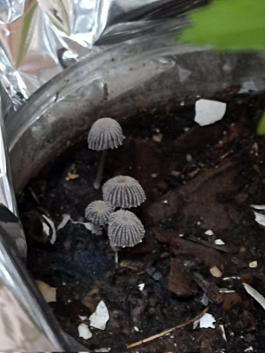 BeauvoirNe's tweet photo. @Fungi_Cosas Buen día! Te comparto estos preciosos hongos que están creciendo junto al cempasúchil! ,
me podrías ayudar a identificarlos? https://t.co/97PyjRiprq