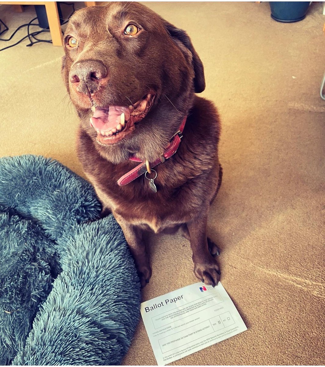 lost amongst the trees tweet media