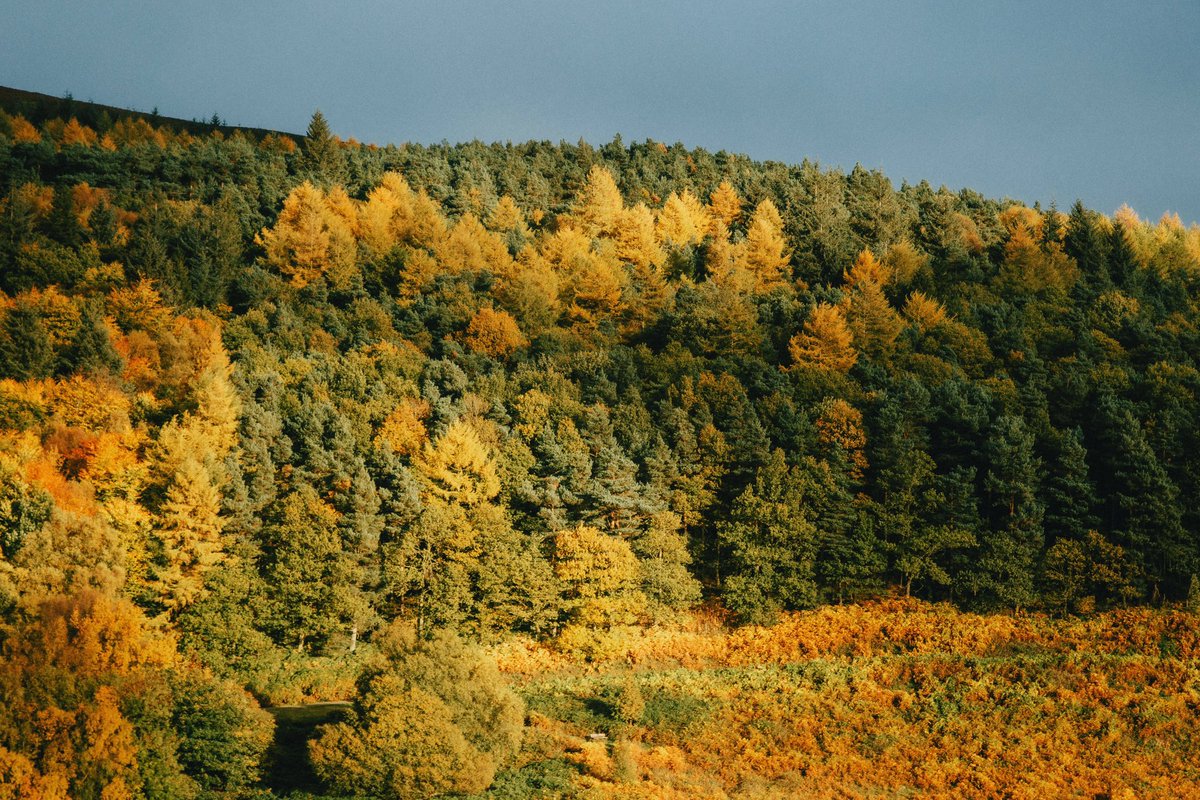 Daniel Casson tweet media