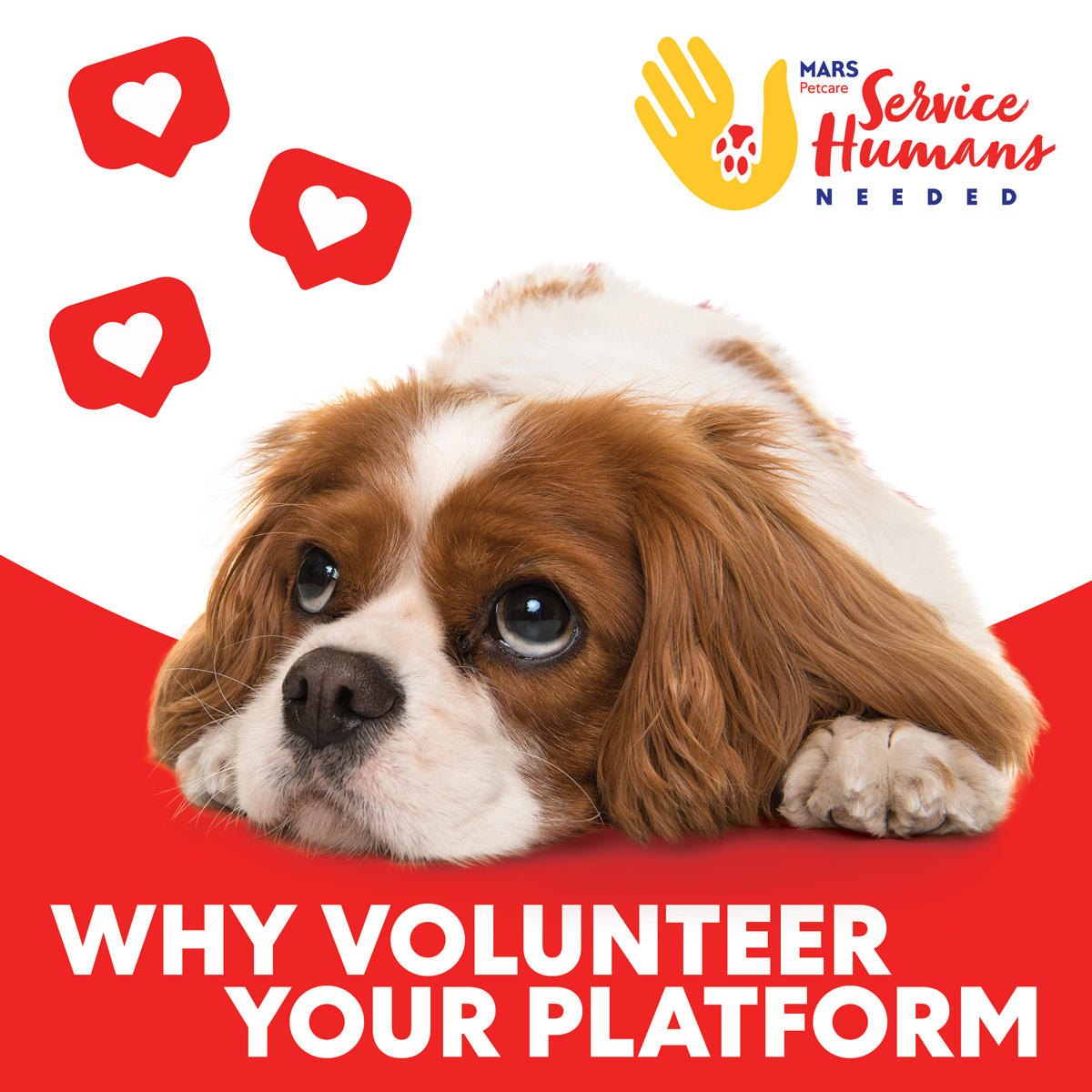 84% of US shelters say sharing pix of pets on social media helps them get adopted faster. Just by volunteering your social platforms, you can make a big impact to end the shelter crisis and help pets get loving homes. #ServiceHumansNeeded See how to help: BetterCitiesForPets.com/ServiceHumans