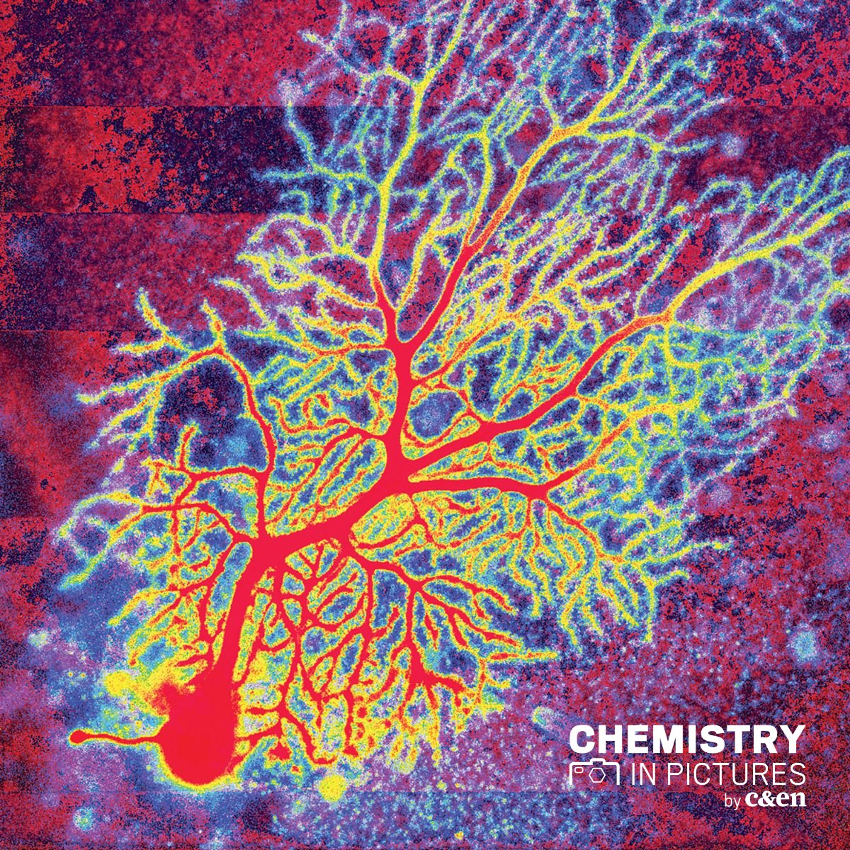 Neuroscientist <a href="/dhsimmons1/">Dana Simmons 🧠🎨</a> brings life science into living color with her Pop Art–inspired images of Purkinje cells, highly branched neurons found in the cerebellum that are involved in balance, posture and coordination. Read more about this #CENChemPics fal.cn/3t73c