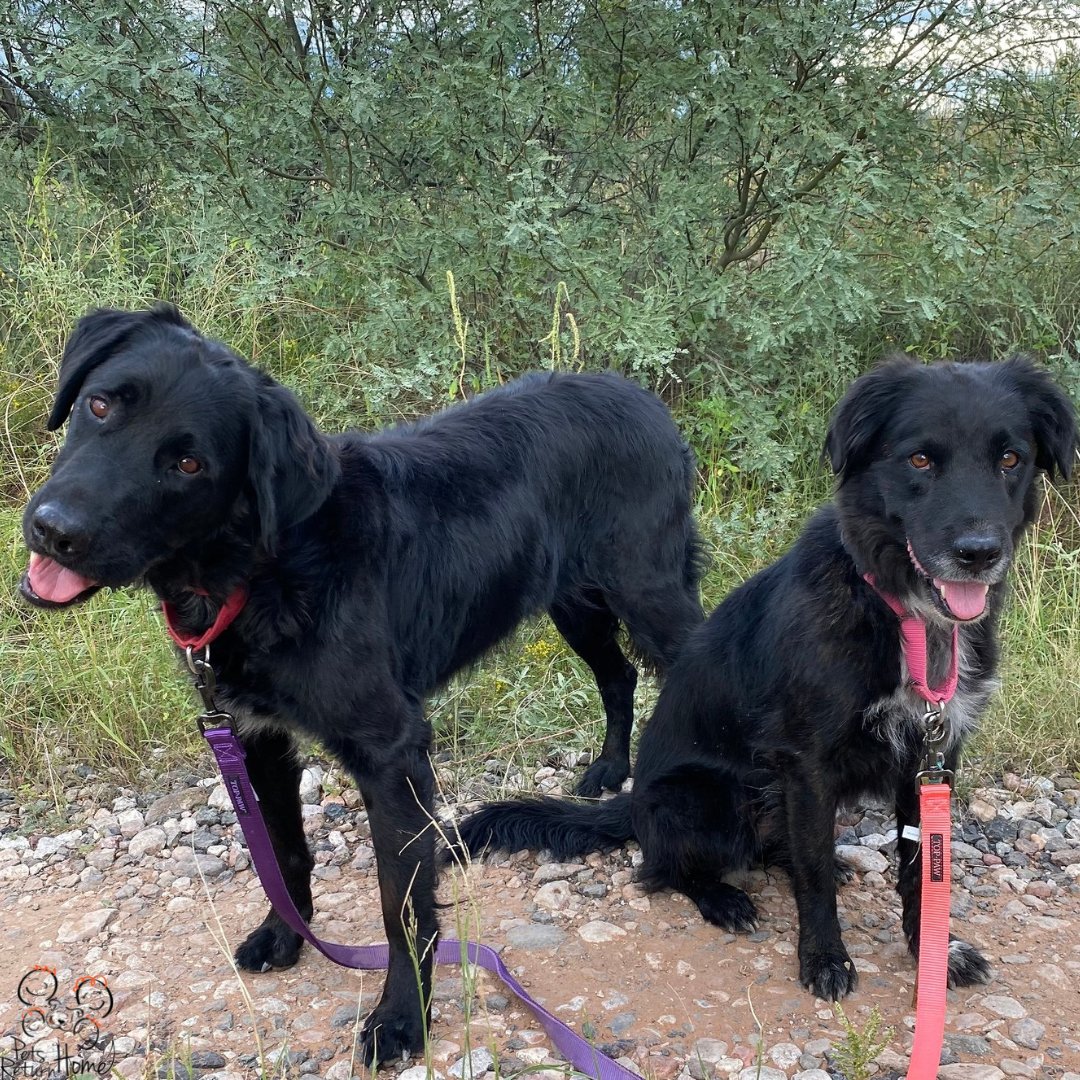 PetsReturnHome's tweet image. This dynamic duo is BEAR and SPARKLE! Aren't they beautiful?! 

Bear and Sparkle came to us after their owner passed away and they are now looking for their furever home. 

They are been together for over 7 years now and we are hoping they find a family for both of them together!