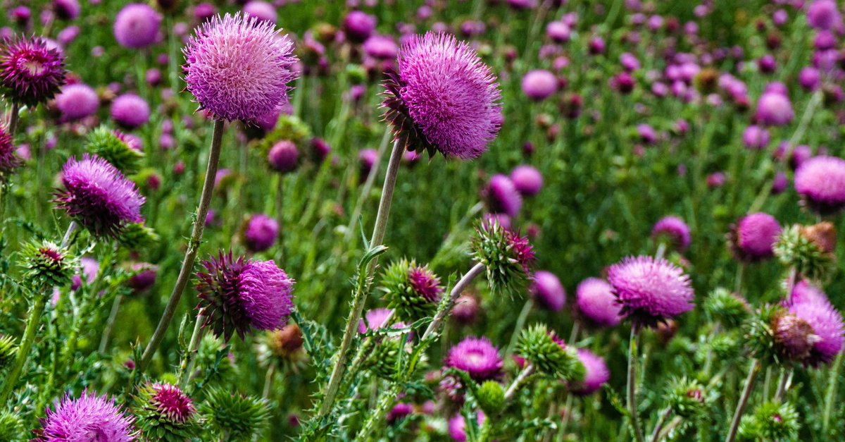 FarmsNews's tweet photo. Musk Thistle Control In The Fall
Musk Thistle is found primarily in pastures, rangeland, hay meadows, alfalfa, fallow & roadsides
Read why fall is an excellent time to spray #MuskThistle & learn tips on control: https://t.co/4hv0xoVbsR
#USAg #USFarmer #AgTwitter #WeedControl https://t.co/sP1aAItmQS