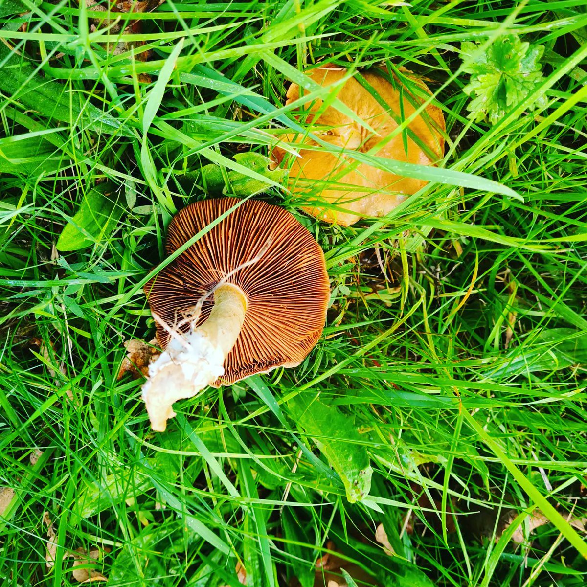 Veronica Santorum tweet media