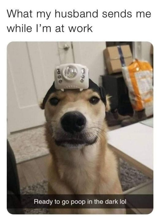 WholesomeMeme's tweet image. 