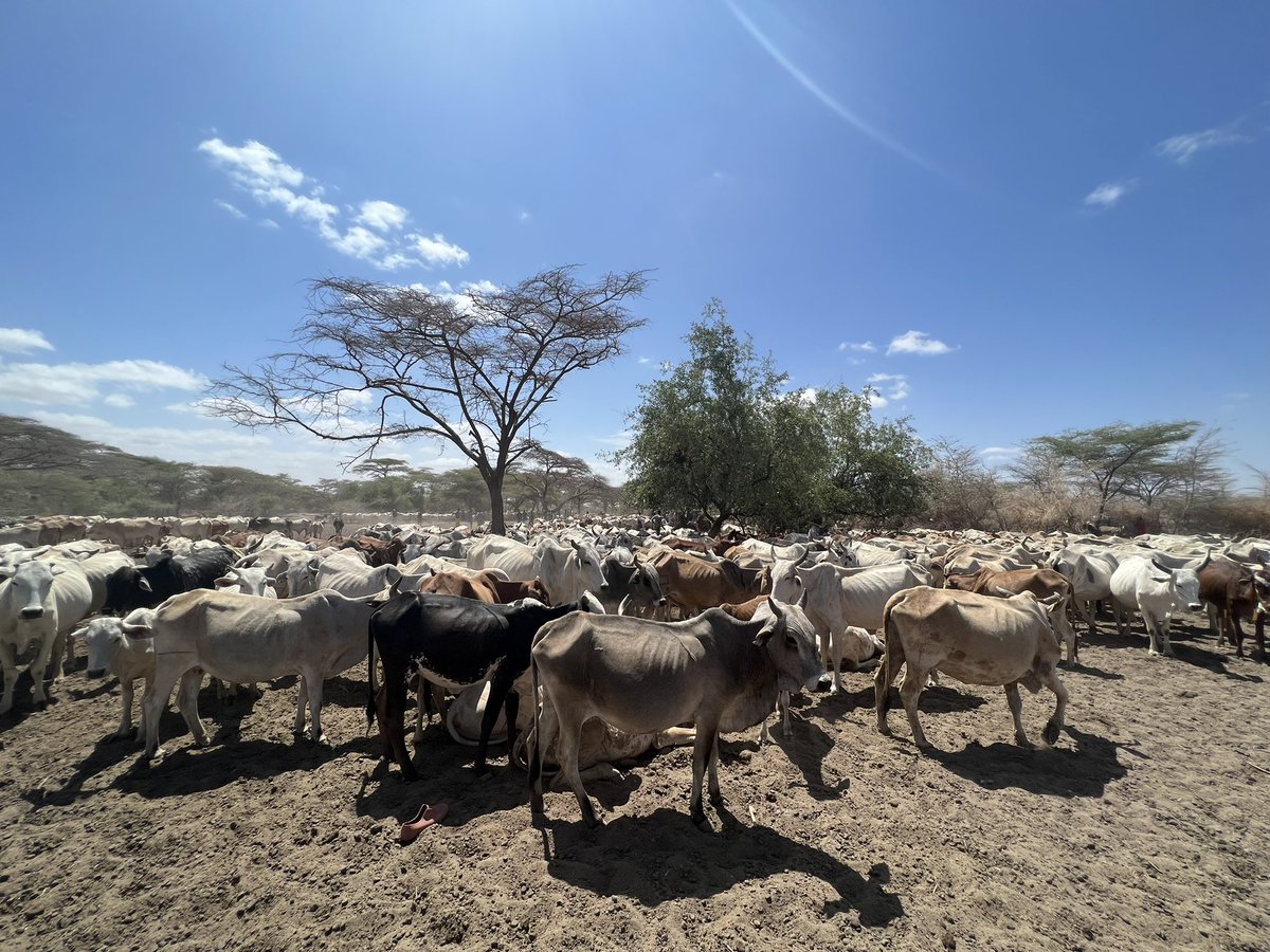 hanna geissler tweet media