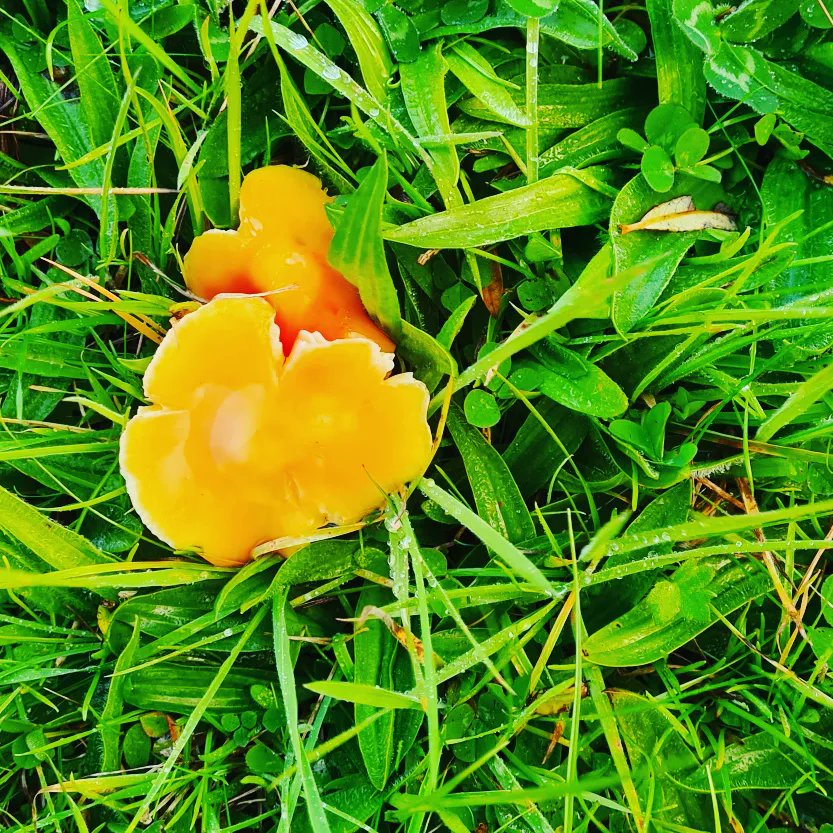 Veronica Santorum tweet media