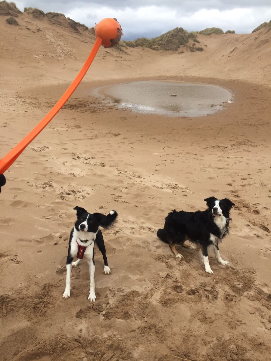 e_macdonald2's tweet photo. @HartCollie A sickle and plume from Buzz and Roy! https://t.co/L7qAyul5wd