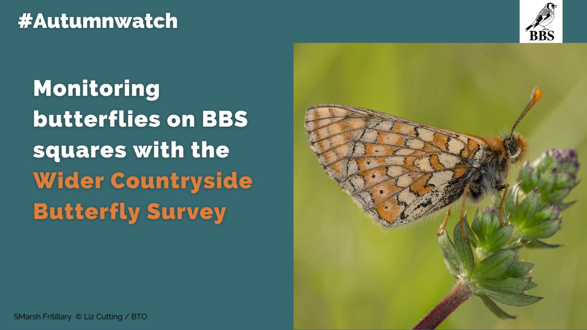 The 2020 @UKBMSLive report showed Marsh Fritillary suffered its worst year since 2012 in most parts of the UK, apart from Northern Ireland. BBS volunteers can contribute via the Wider Countryside Butterfly Survey by doing optional additional visits to your square. #Autumnwatch