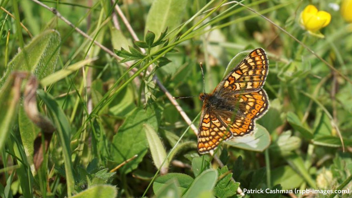 Marsh Fritillary were once widespread in the UK but their numbers have declined massively. Their main habitats are damp, chalk and coastal grasslands with some temporarily visiting woodland clearings as they seek out scabious plants to feed on. #Autumnwatch @BBCSpringwatch