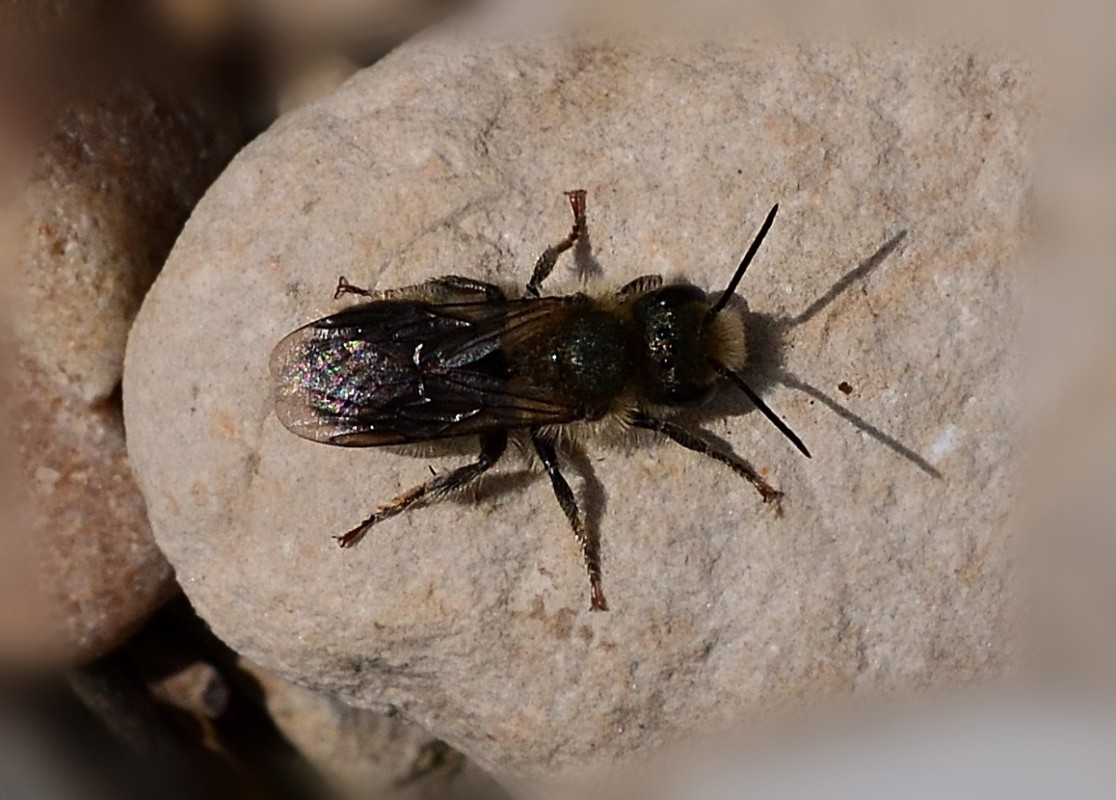 urbanehillbilly's tweet photo. Cute little #bee from early May in the #rockgarden the in-flight shot is blurry, but shows its shiny abdomen. Near but not on the Galanthus/Snowdrop #InsectThursday #Alberta #spring #biodiversity #ABBees https://t.co/vy9QBdNRtH