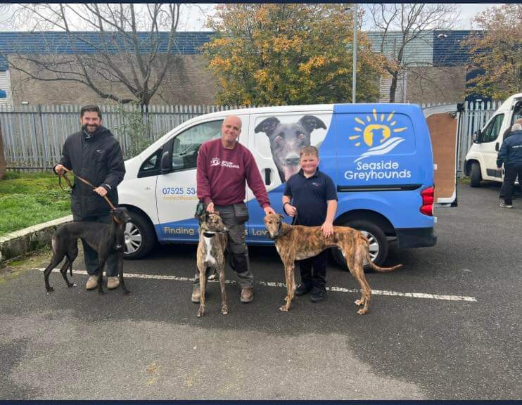 Greyhound Adoption @ Seaside Greyhounds tweet media