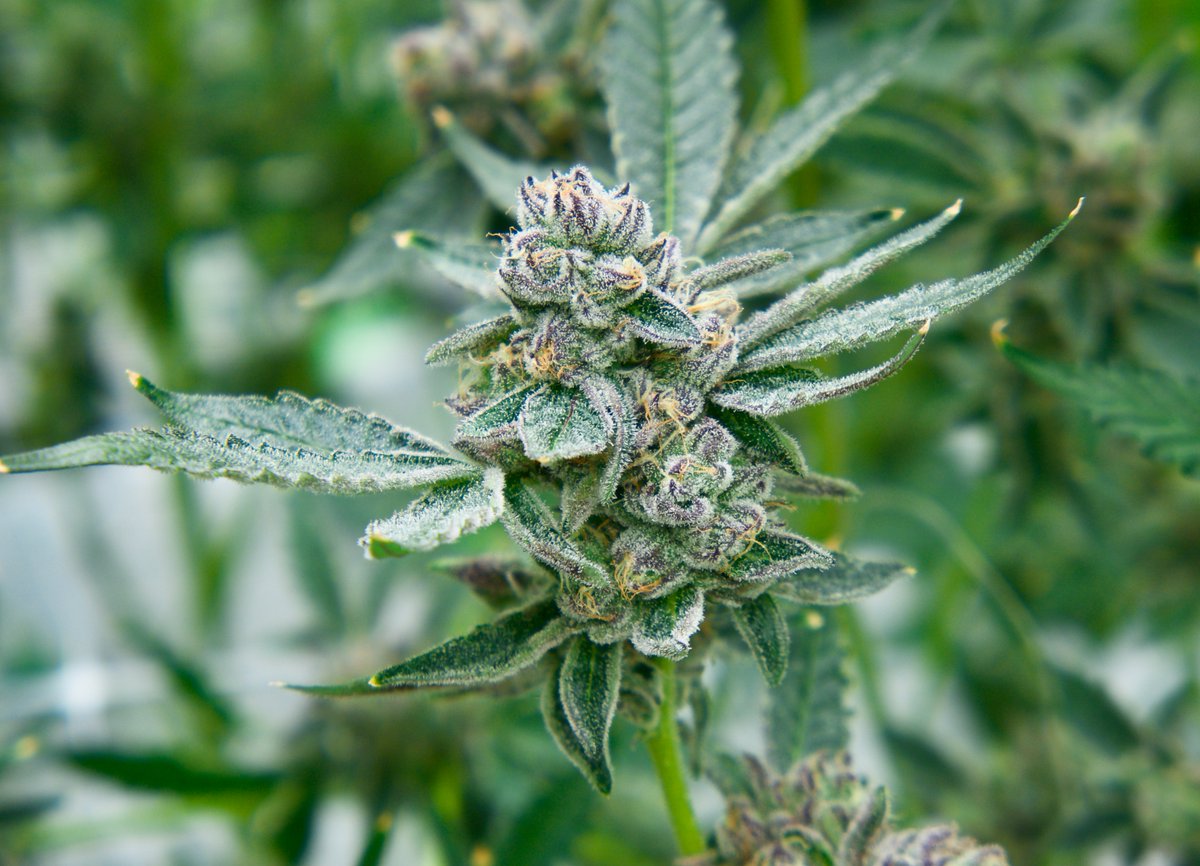 AYRWellness's tweet photo. Last week we announced the rollout of our national brand portfolio in New Jersey. We're cultivating some incredible flower, like these beauties from LIT and Kynd. #CreateWonder $AYR.A $AYRWF
๐ธ: @CannaCam_
๐: Ocean County, New Jersey https://t.co/qufvMsgmWE
