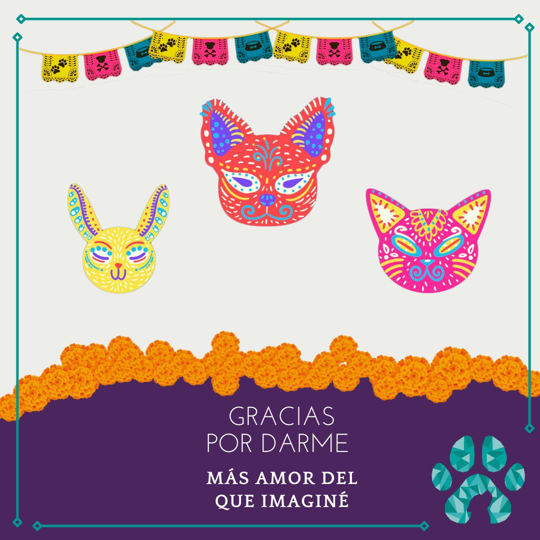 taypetsoficial's tweet photo. ¡Hoy vienen!
27 de Octubre día en el que regresan y nos visitan nuestras mascotas del más allá.

Hoy visitan el lugar que en vida fue su hogar, NO OLVIDES colocar agua y un plato con su comida preferida para su visita 
 (2/1) https://t.co/JPQ5dKSsTF