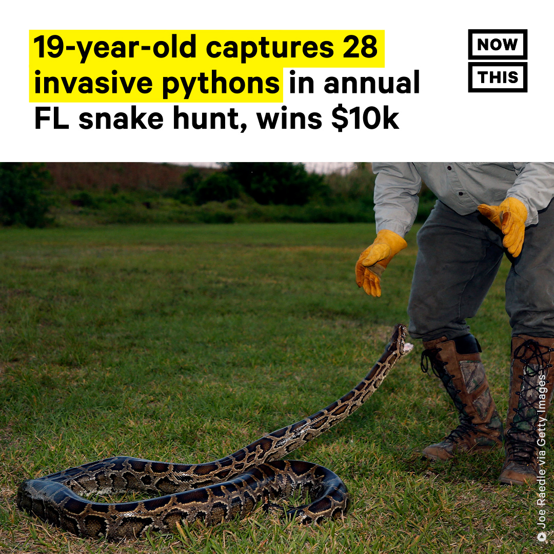 A teen was awarded $10k for capturing 28 Burmese pythons during the ...